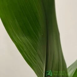 Aspidistra 'Cast Iron' Houseplant 17cm Pot -Plantern Pot Sales 8719127861174 3