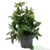 Helleborus ? Sahinii 'Winterbells' Hellebore 3Ltr Pot -Plantern Pot Sales 8719323105270