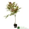 Syringa Microphylla Lilac Standard 3Ltr Pot -Plantern Pot Sales 8719323111707