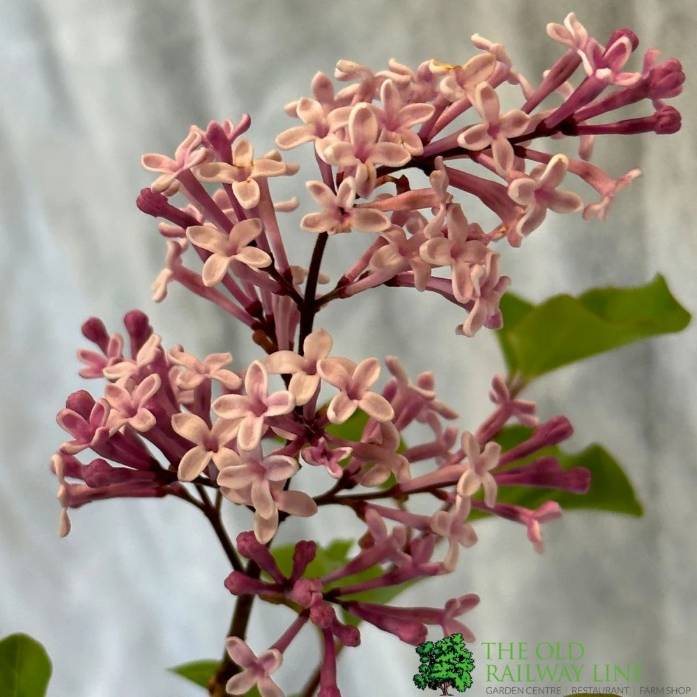 Syringa Microphylla Lilac Standard 3Ltr Pot 4 Syringa Microphylla Lilac Standard 3Ltr Pot - Image 2