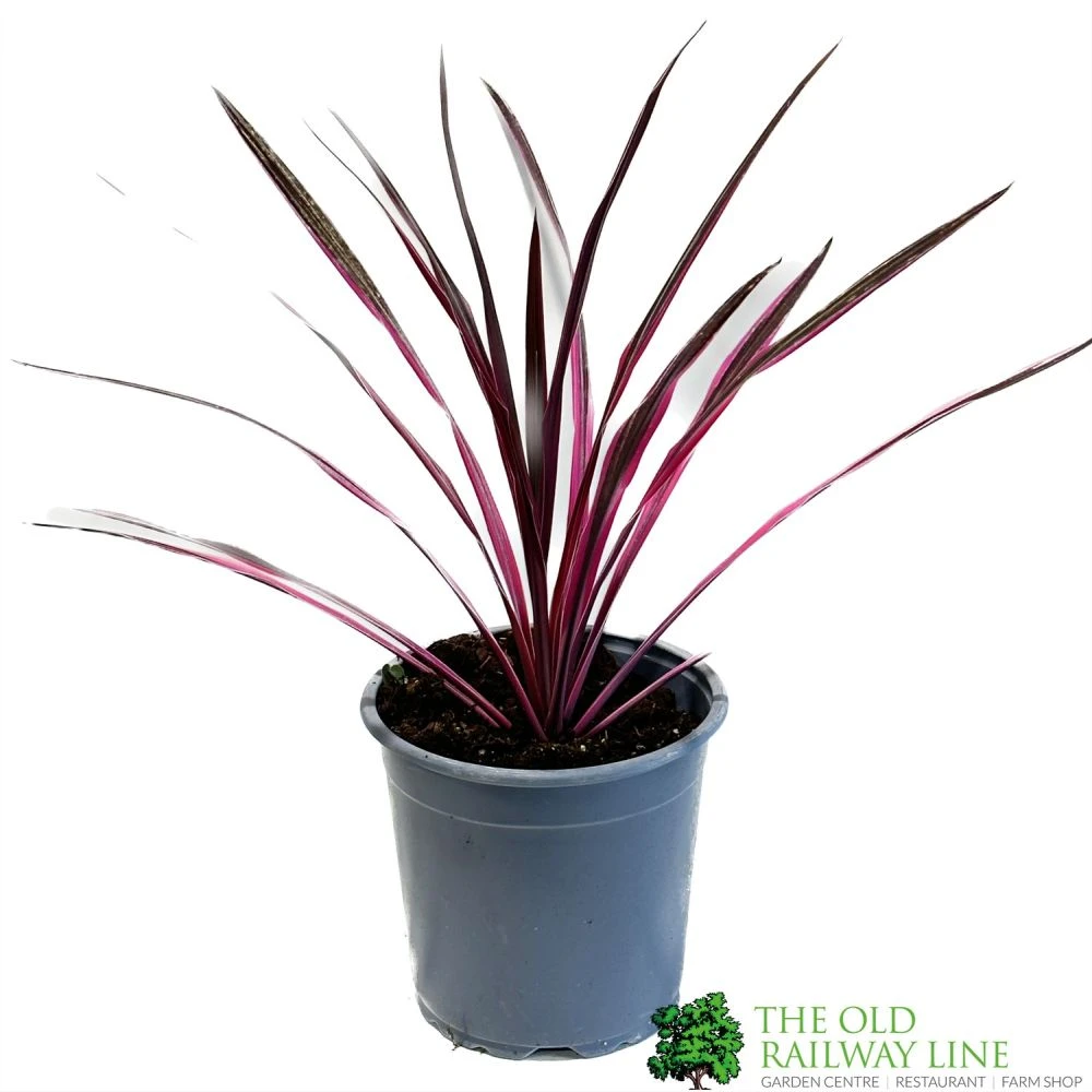 Cordyline Australis 'Pink Passion' 2Ltr Pot 3 Cordyline Australis 'Pink Passion' 2Ltr Pot