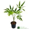Fatsia Polycarpa 'Green Fingers' 2Ltr Pot -Plantern Pot Sales 8719323730861