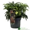 Hellebore 'Dacaya' Helleborus Plant 3Ltr Pot -Plantern Pot Sales 8719323773011