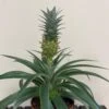 Pineapple 'Ananas Corona' 12cm Pot (NL) -Plantern Pot Sales 8719522415262