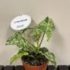 Syngonium 'Mottled' Rare Houseplant 12cm Pot (NL) -Plantern Pot Sales 8719522547628