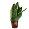 Sansevieria Trifasciata 'Futura Superba' Succulent Houseplant 12cm Pot -Plantern Pot Sales 8719522707886