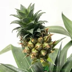 Pineapple 'Ananas Corona' 12cm Pot (NL) -Plantern Pot Sales 8719562577890 2 af627a4a fa6f 4d4f b251 3fa16dff3a5f