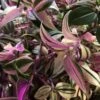 Tradescantia Hanging 17cm Pot Assorted Colours Available 2 Tradescantia Hanging 17cm Pot Assorted Colours Available -Plantern Pot Sales 8719562620954