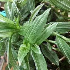 Tradescantia Hanging 17cm Pot Assorted Colours Available -Plantern Pot Sales 8719562620954 2