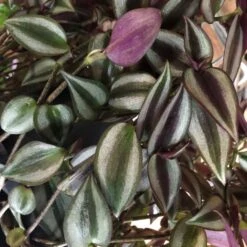 Tradescantia Hanging 17cm Pot Assorted Colours Available -Plantern Pot Sales 8719562620954 3