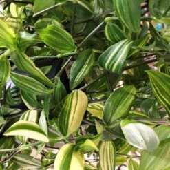 Tradescantia Hanging 17cm Pot Assorted Colours Available -Plantern Pot Sales 8719562620954 4