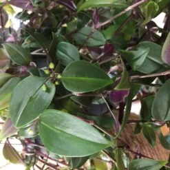 Tradescantia Hanging 17cm Pot Assorted Colours Available -Plantern Pot Sales 8719562620954 5