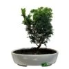 Bonsai Tree 'Chamaecyparis' Outdoor Bonsai 20cm Pot -Plantern Pot Sales 8719562861814