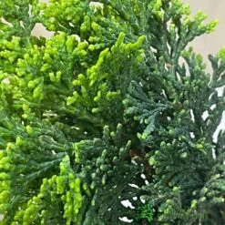 Bonsai Tree 'Chamaecyparis' Outdoor Bonsai 20cm Pot -Plantern Pot Sales 8719562861814 3