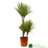Dracaena Marginata 'Bicolor' 21cm Pot -Plantern Pot Sales 8720496157041