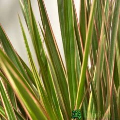 Dracaena Marginata 'Bicolor' 21cm Pot -Plantern Pot Sales 8720496157041 2