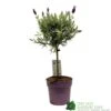 Lavandula 'Anouk' Lavender Tree 15cm Pot -Plantern Pot Sales 8720496288905