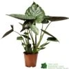Alocasia 'wentii' Houseplant 17cm Pot